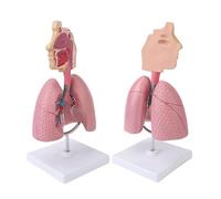 YNIYUJKL Lung Function Model, Anatomical Respiratory Display With Removable Heart For Education, Teaching Tool For Understanding Human Lung Structure