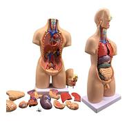 YNIYUJKL Models Teaching Model, 4D Human Organ Anatomy Assembly Model 55Cm Human Torso Mannequin Anatomy Medical Viscera Teaching Anatomyskeleton Model