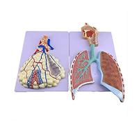 YNIYUJKL Organ Model Anatomical Model Of Human Respiratory System, Pvc Material Alveolar Lobe Model Human Organ Anatomy Teaching Model Anatomical Model