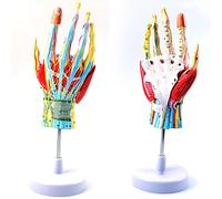 YNIYUJKL Teaching Model Tools,Hand Anatomy Model Hand Joint Skeletal Muscle Vascular Nerve Wrist Joint Hand Surgery Teaching Model Detachable 7 Parts Human Skeleton Anatomy Model Teach