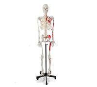 YNIYUJKL Teaching Model Tools,Medical Anatomy 70.8 Inches Human Skeleton Model For Anatomy 180Cm Life Size Medical Human Skeleton Model With Numbered Painted Muscle Origin And Insertio