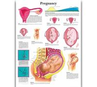 Yocheng Human Anatomy Body Organ Bones Picture Poster Canvas Painting Printmaking Deco Mural Home Room Wall Art Decoration 50x70cm No Frame