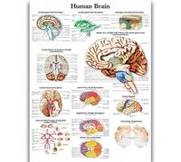 Yocheng Human Anatomy Body Organ Bones Picture Poster Canvas Painting Printmaking Deco Mural Home Room Wall Art Decoration 60x90cm No Frame