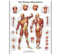 Yocheng Human Anatomy Body Organ Bones Picture Poster Canvas Painting Printmaking Deco Mural Home Room Wall Art Decoration 21x30cm No Frame