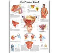 Yocheng Human Anatomy Body Organ Bones Picture Poster Canvas Painting Printmaking Deco Mural Home Room Wall Art Decoration 40x50cm No Frame