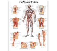 Yocheng Human Anatomy Body Organ Bones Picture Poster Canvas Painting Printmaking Deco Mural Home Room Wall Art Decoration 40x50cm No Frame