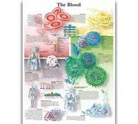 Yocheng Human Anatomy Body Organ Bones Picture Poster Canvas Painting Printmaking Deco Mural Home Room Wall Art Decoration 40x50cm No Frame