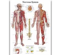 Yocheng Human Anatomy Body Organ Bones Picture Poster Canvas Painting Printmaking Deco Mural Home Room Wall Art Decoration 40x50cm No Frame