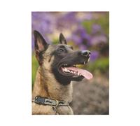 YOFIEN Belgian Malinois Pets Dogs Belgian MalinoisTable Wall Art for Bedroom Posters Prints Cute Decor Art Prints 30x40cm