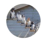 YOFIEN Dogs Border Collie Shetland Sheepdogs Alaskan 8&8in Round Mouse Pad Sewn Edge Design