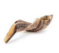 YOMTOV-SHALOM | Ram Shofar's for Sale | Kosher from Israel | Shofar Kings | Original Shofar Factory (13-15)