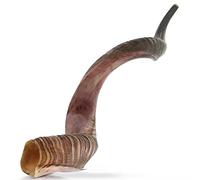 Yomtov Shalom Shofar Instrument | Natural Horn Instrument Perfect Sound | Conch Shell Horn | Genuine Shofar Horn Instrument | Kudu Horn Instrument From Israel (15-19 Inch, Half Polish)