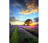 YongFoto 3x5ft Flower Fields Photography Backdrop Lavender Grassland Tree Sunset View Photo Background for Outdoor Nature Scenery Travel Wallpaper Portrait Child Adults Photo Shoot Studio Props