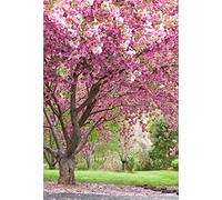 YongFoto 3x5ft Photography Backdrop Pink Flowering Cherry Trees Spring Landscape Backdrops for Photography Photo Shoot Party Adults Kids Wedding Portrait Polyester Photo Background Studio Props