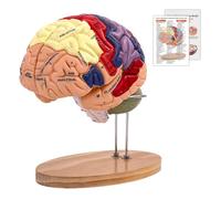YonGYun Human Brain Model Anatomy 2X Life Size, 2024 Newest Human Brain Anatomical Model with Color-Coded 4-Part Detachable for Psychology Educational Science Research Medical Teaching Learning