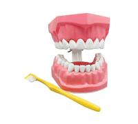 Yonuaret Tooth Model,Standard Teeth Model Brushing Tooth with Toothbrush - Educational Materials, Mouth Study Supplies for Teens Friends Men Son Family Girls Daughter Youth Boys
