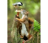 Yoonqun 5D Diamond Painting Kit Squirrel Bird, Adults/Kids DIY Diamond Painting by Numbers, Full Drill Diamond Embroidery Painting Cross Stitch Art for Home Wall Decor Round Drill 30x40cm(12x16inch)