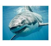 Yoonqun Paint by Numbers for Adults,DIY Great White Shark Paint by Numbers Kits,with Paintbrushes Acrylic Canvas Oil Painting Arts Crafts for Home Wall Decor - Framed,16x20 inch