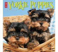 Yorkie Puppies 2027 Wall