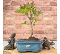 Yorkshire Bonsai Azalea (Rhododendron) Bonsai Tree | Broom | In 15cm Pot - A15B (Tree Selected By Nursery)