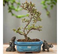 Yorkshire Bonsai Azalea (Rhododendron) Bonsai Tree | Shaped | In 25cm Pot - A25S (Representative Image) - A25S (Representative Image)