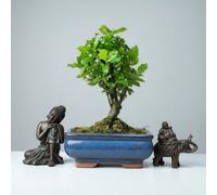Yorkshire Bonsai Bird Plum (Sageretia) Bonsai Tree Broom In 15Cm Pot