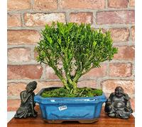 Yorkshire Bonsai Boxwood (Buxus Harlandii) Bonsai Tree | Broom | In 15cm Pot - BH15B (Representative Image) - BH15B (Representative Image)
