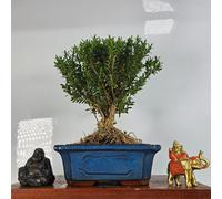 Yorkshire Bonsai Boxwood (Buxus Harlandii) Bonsai Tree Broom In 20Cm Pot
