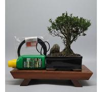 Yorkshire Bonsai Boxwood (Buxus Harlandii) Premium Bonsai Tree Bundle Broom In 16Cm Pot