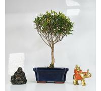 Yorkshire Bonsai Brush Cherry (Syzygium) Bonsai Tree Broom In 15Cm Pot