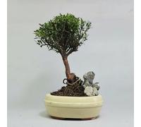 Yorkshire Bonsai Brush Cherry (Syzygium) Bonsai Tree Broom In 16Cm Pot With Rock
