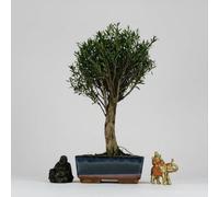 Yorkshire Bonsai Brush Cherry (Syzygium) Bonsai Tree Broom In 20Cm Pot