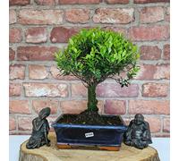 Yorkshire Bonsai Brush Cherry (Syzygium) Bonsai Tree | Broom | In 20cm Pot - BC20B (Tree Selected By Nursery)