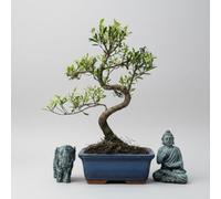 Yorkshire Bonsai Brush Cherry (Syzygium) Bonsai Tree Shaped In 15Cm Pot