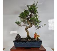 Yorkshire Bonsai Brush Cherry (Syzygium) Bonsai Tree Shaped In 30Cm Pot
