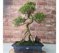 Yorkshire Bonsai Brush Cherry (Syzygium) Bonsai Tree | Shaped | In 30cm Pot - BC30S (Tree Selected By Nursery)