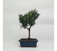 Yorkshire Bonsai Buddhist Pine (Podocarpus Micro) Bonsai Tree Broom In 15Cm Pot