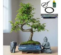 Yorkshire Bonsai Chinese Elm in 15cm Pot Inc: Drip Tray & Bonsai Tree Starter Kit
