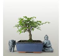 Yorkshire Bonsai Chinese Elm (Ulmus Parvifolia) Bonsai Tree Broom In 15Cm Pot