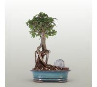 Yorkshire Bonsai Chinese Elm (Ulmus Parvifolia) Bonsai Tree Broom In 16Cm Pot Great Gift Green Oval Pot...