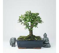 Yorkshire Bonsai Chinese Elm (Ulmus Parvifolia) Bonsai Tree Broom In 20Cm Pot