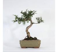 Yorkshire Bonsai Chinese Elm (Ulmus Parvifolia) Bonsai Tree Shaped In 16Cm Pot Great Gift Silver Rectangle Pot...