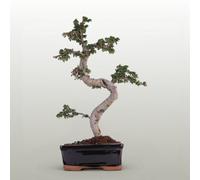 Yorkshire Bonsai Chinese Elm (Ulmus Parvifolia) Bonsai Tree Shaped In 18Cm Pot Great Gift Black Rectangle Pot...