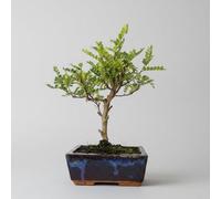 Yorkshire Bonsai Chinese Pepper (Zanthoxylum Pipertum) Bonsai Tree Broom In 15Cm Pot