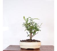 Yorkshire Bonsai Chinese Pepper (Zanthoxylum Pipertum) Bonsai Tree Broom In 16Cm Pot Excellent Gift White Oval Pot...