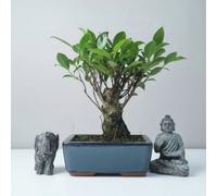 Yorkshire Bonsai Ficus Microcarpa (Banyan Fig) Indoor Bonsai Tree Broom In 15Cm Pot