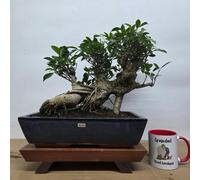 Yorkshire Bonsai Ficus Microcarpa (Banyan Fig) Large Indoor Bonsai Tree | Shaped | In 35cm Pot - 5208