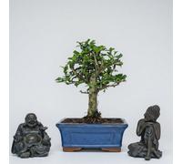Yorkshire Bonsai Fukien Tea Tree (Carmona Retusa) Bonsai Tree Broom In 15Cm Pot