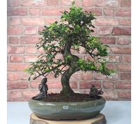 Yorkshire Bonsai Large Chinese Elm (Ulmus Parvifolia) Bonsai Tree | Shaped | In 40cm Pot - CELM40S (Tree Selected By Nursery)