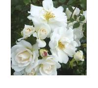 Yorkshire Princess - White Patio Rose - 4L Potted